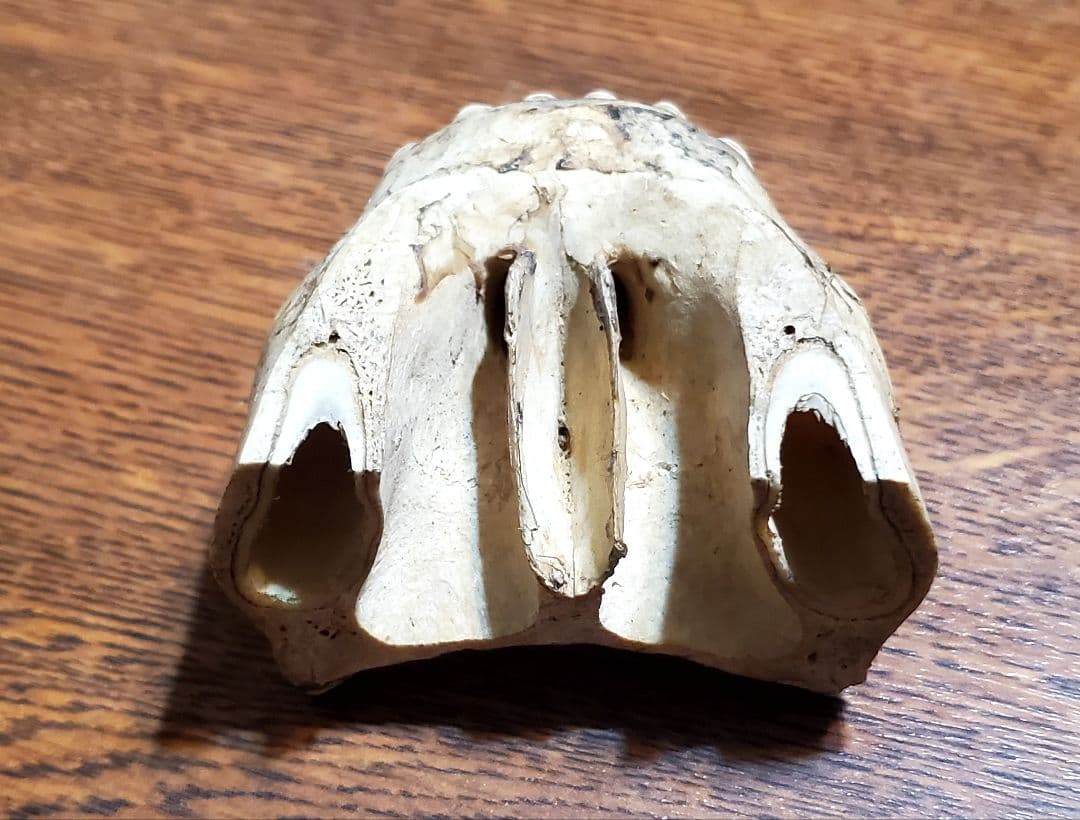 動物の顎骨 獣の牙 熊？ニホンオオカミ？ マタギ いらたか念珠 イタコ 魔除け