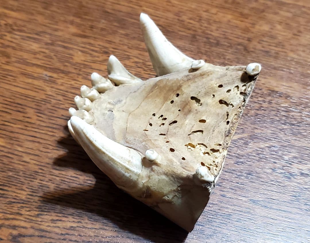 動物の顎骨 獣の牙 熊？ニホンオオカミ？ マタギ いらたか念珠 イタコ 魔除け