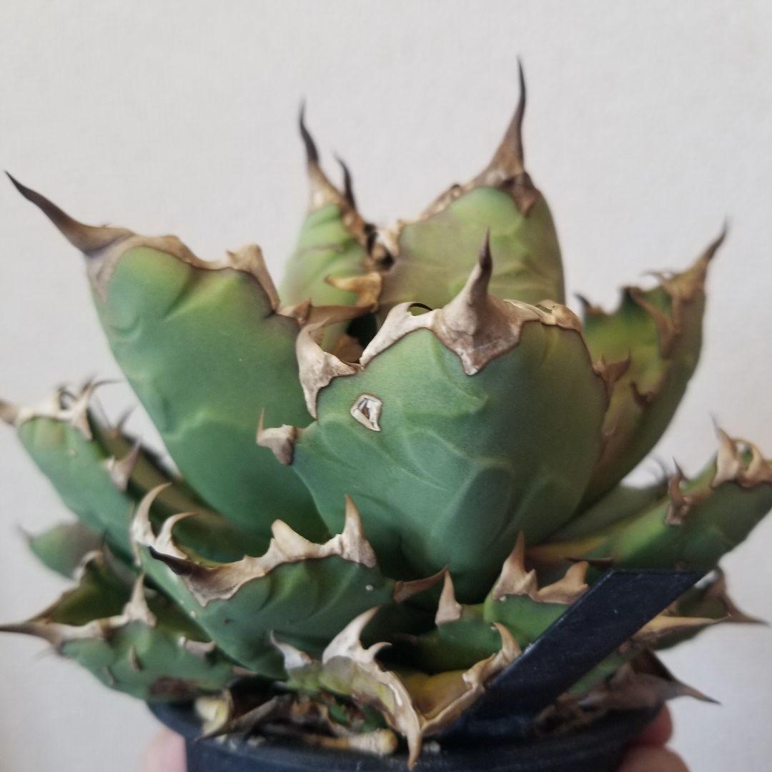 アガベ　姫厳竜