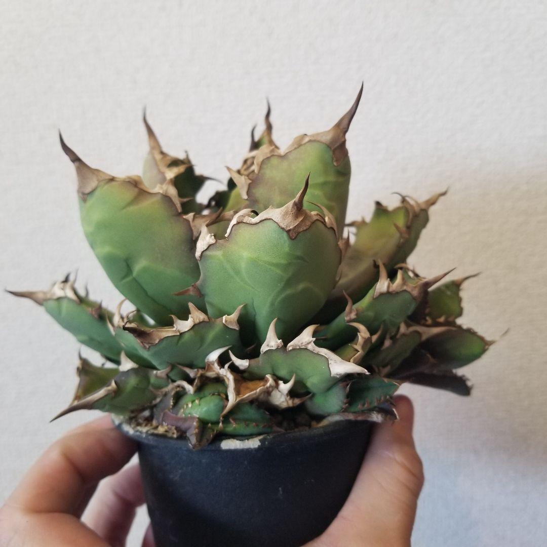 アガベ　姫厳竜