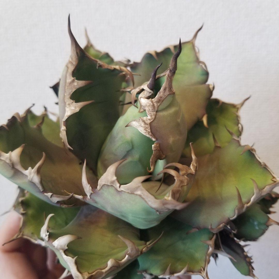 アガベ　姫厳竜