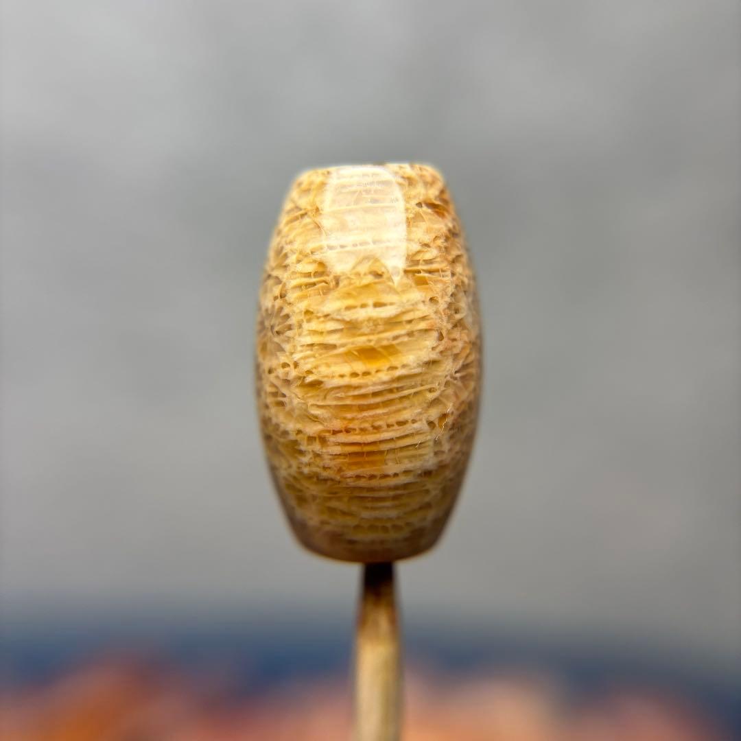 もんちゃんフォッシルコーラル　天珠　3-302