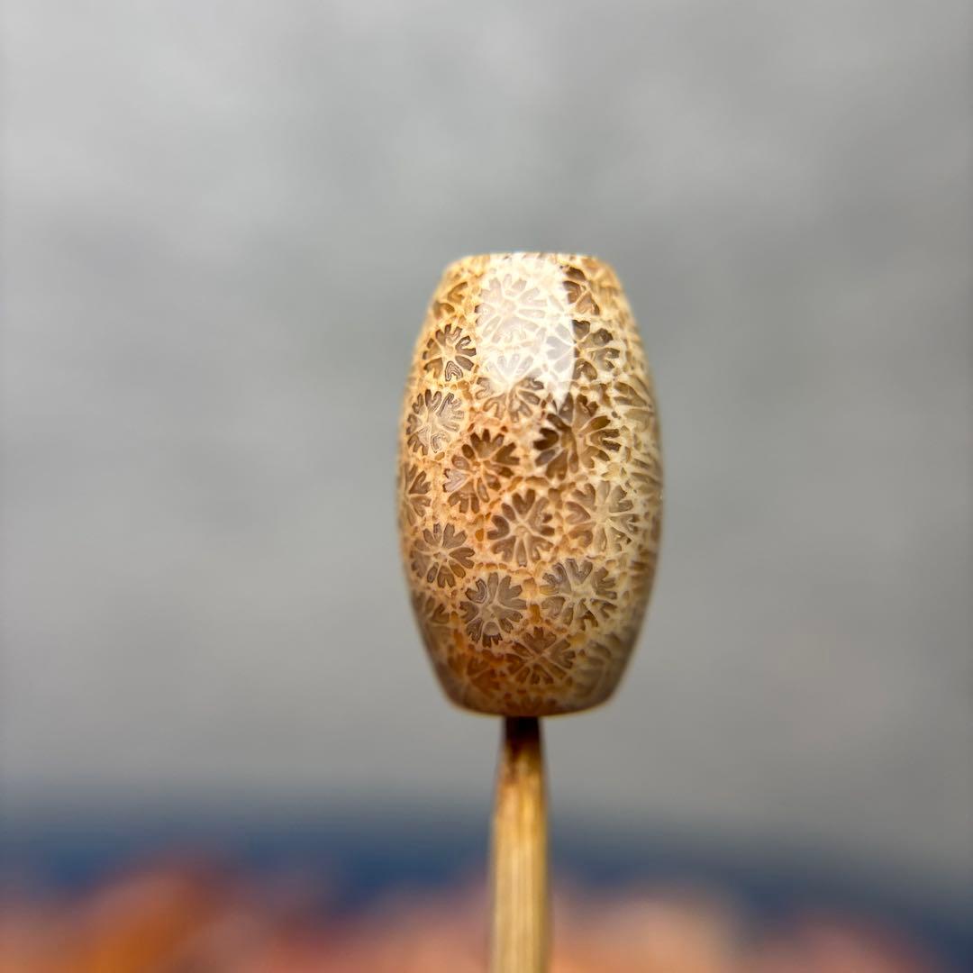 もんちゃんフォッシルコーラル　天珠　3-302