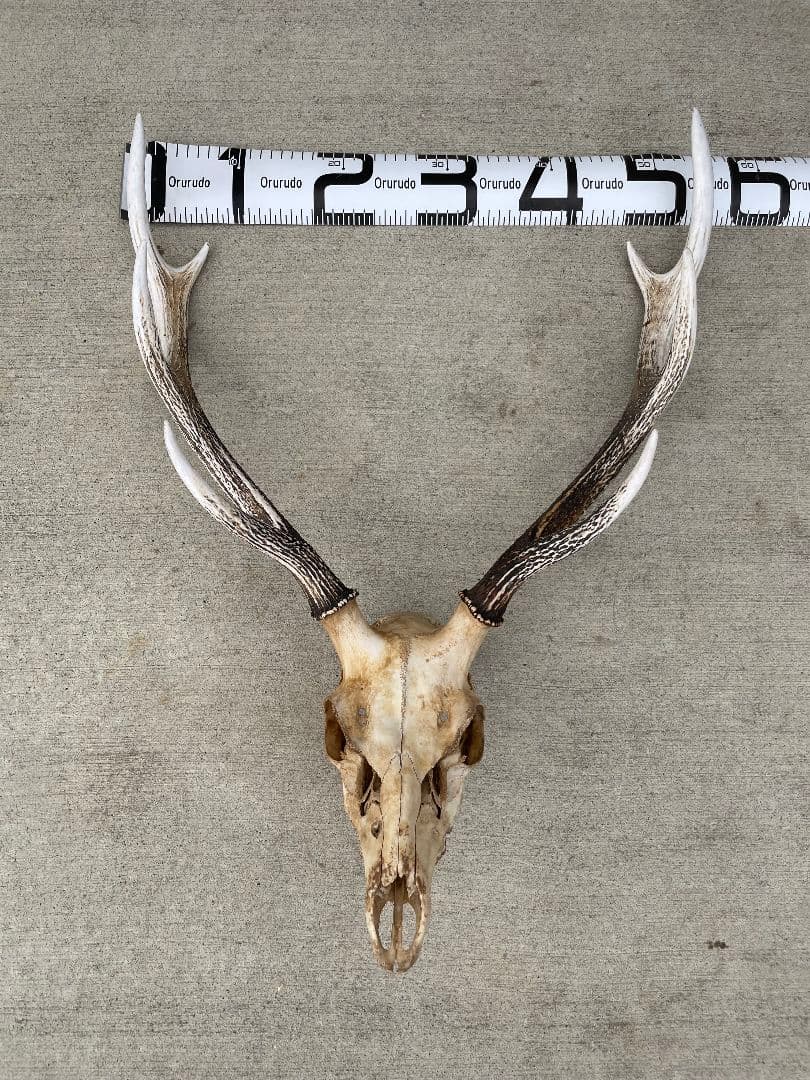 鹿角　天然トロフィー