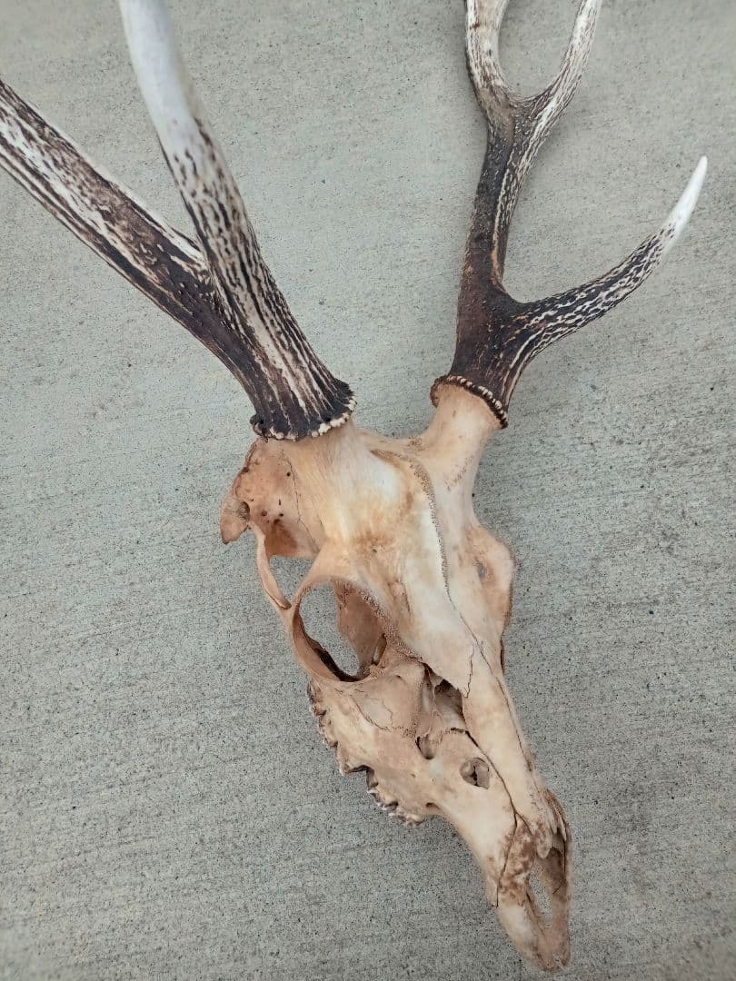 鹿角　天然トロフィー
