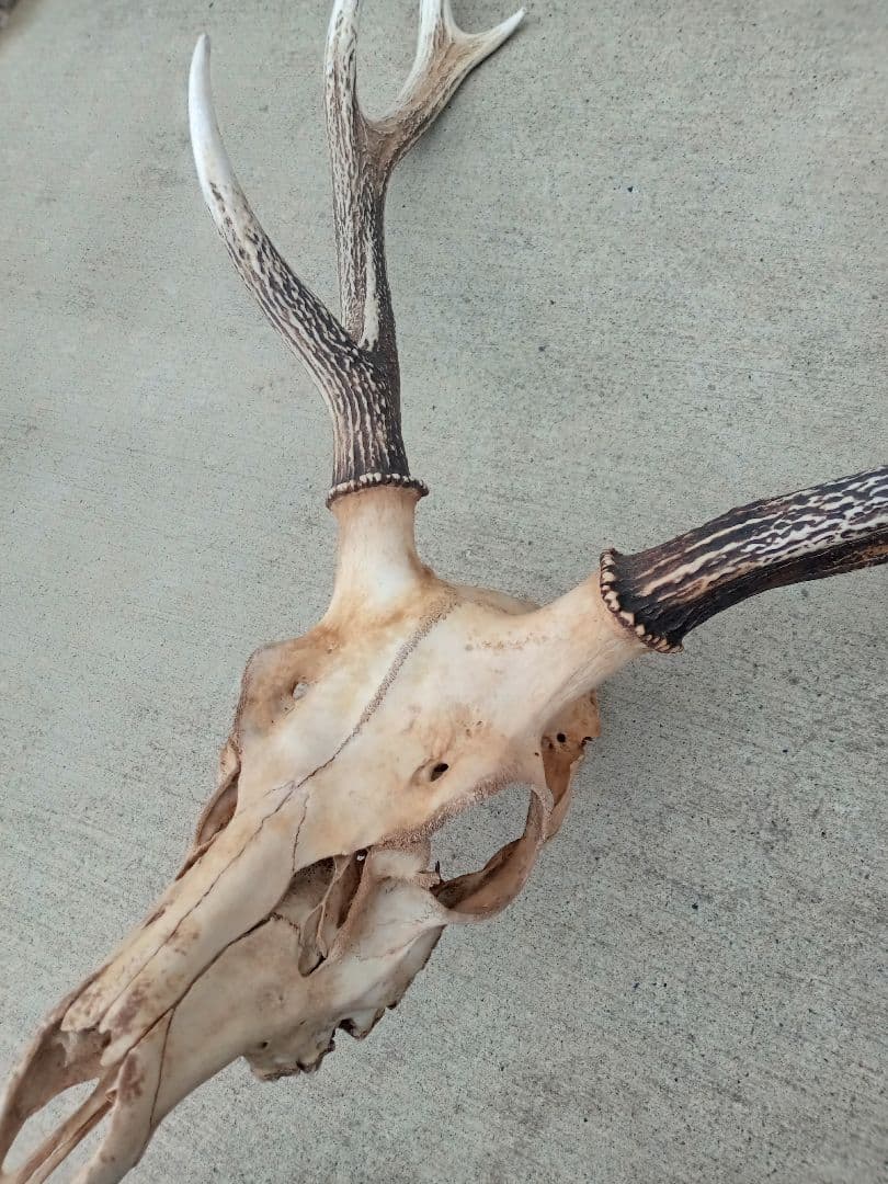 鹿角　天然トロフィー