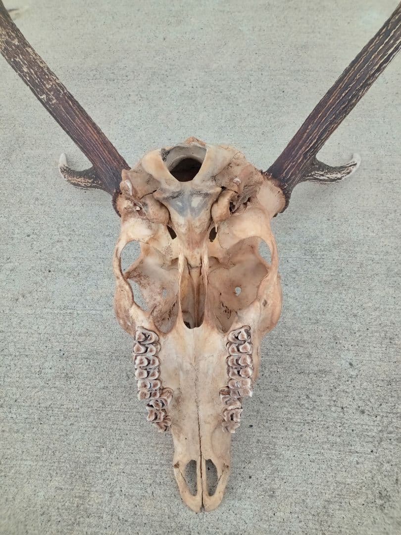 鹿角　天然トロフィー