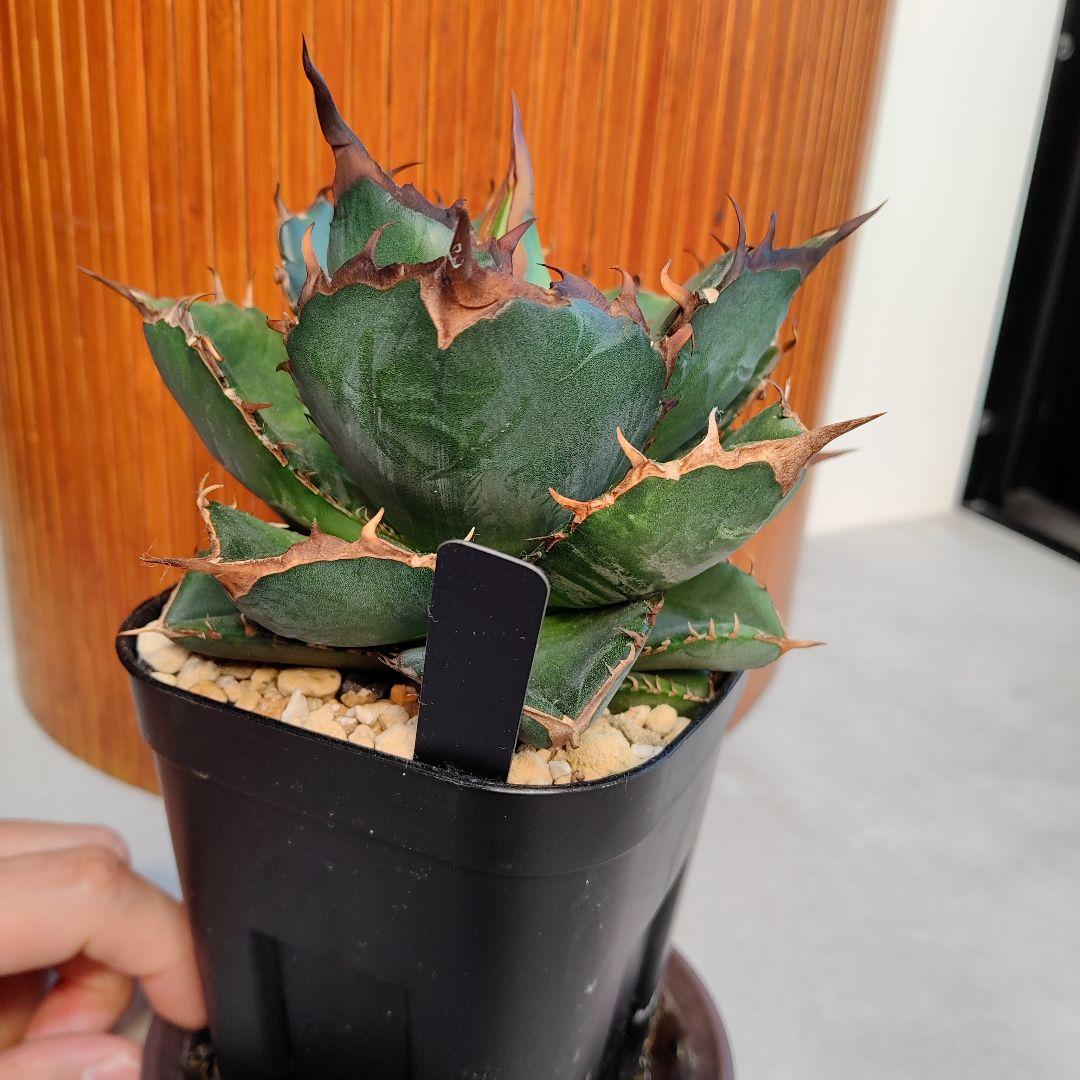 アガベ　オテロイ実生選抜(メキシコ産種子)⑦　子株着き