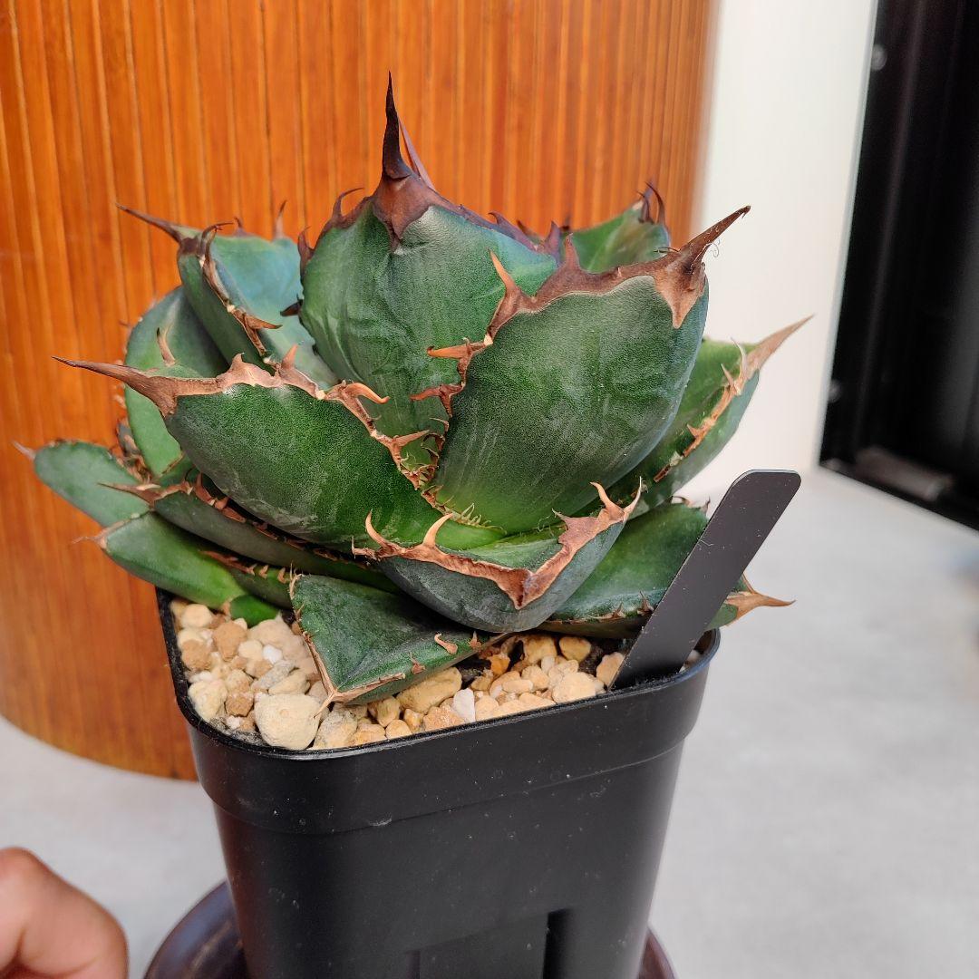 アガベ　オテロイ実生選抜(メキシコ産種子)⑦　子株着き