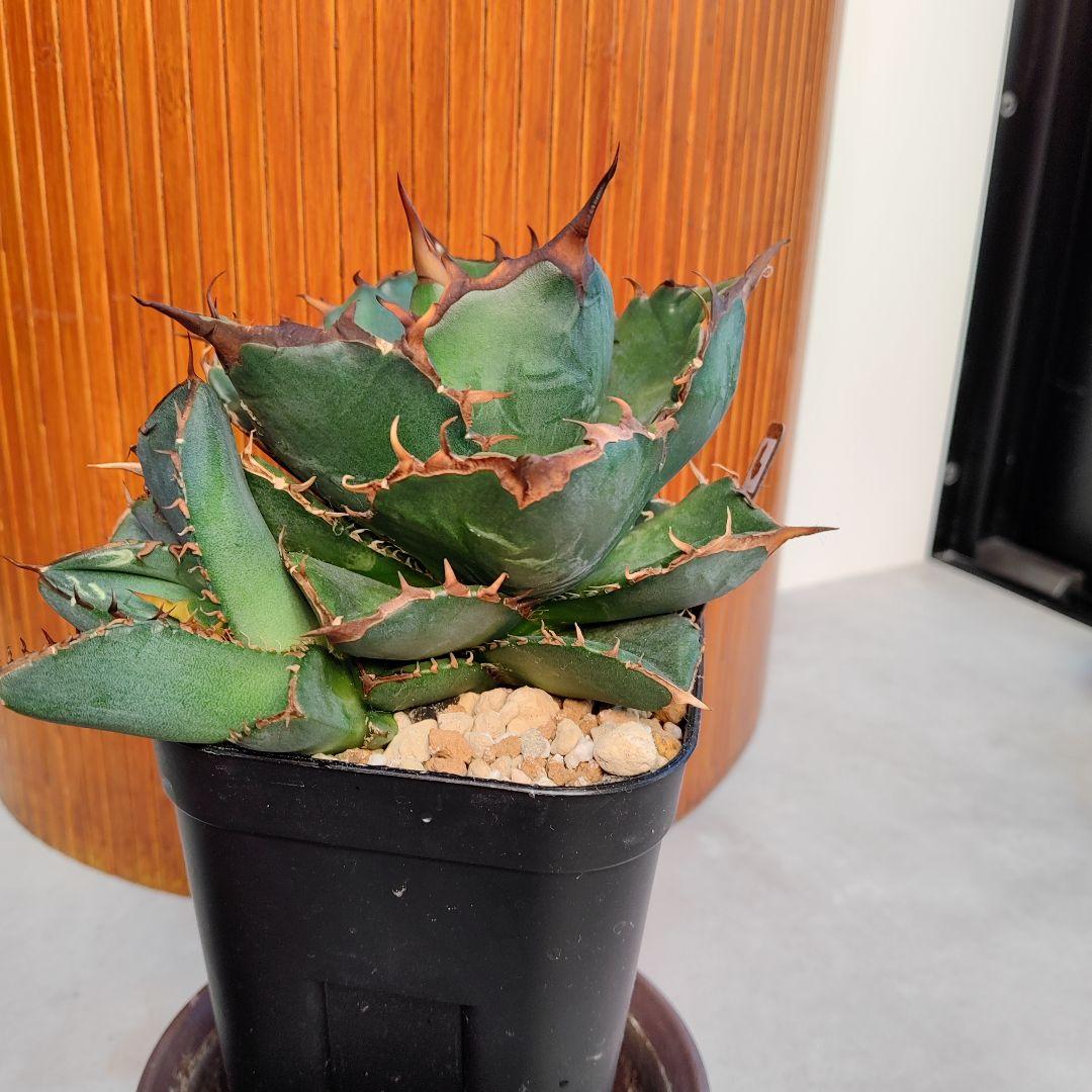 アガベ　オテロイ実生選抜(メキシコ産種子)⑦　子株着き