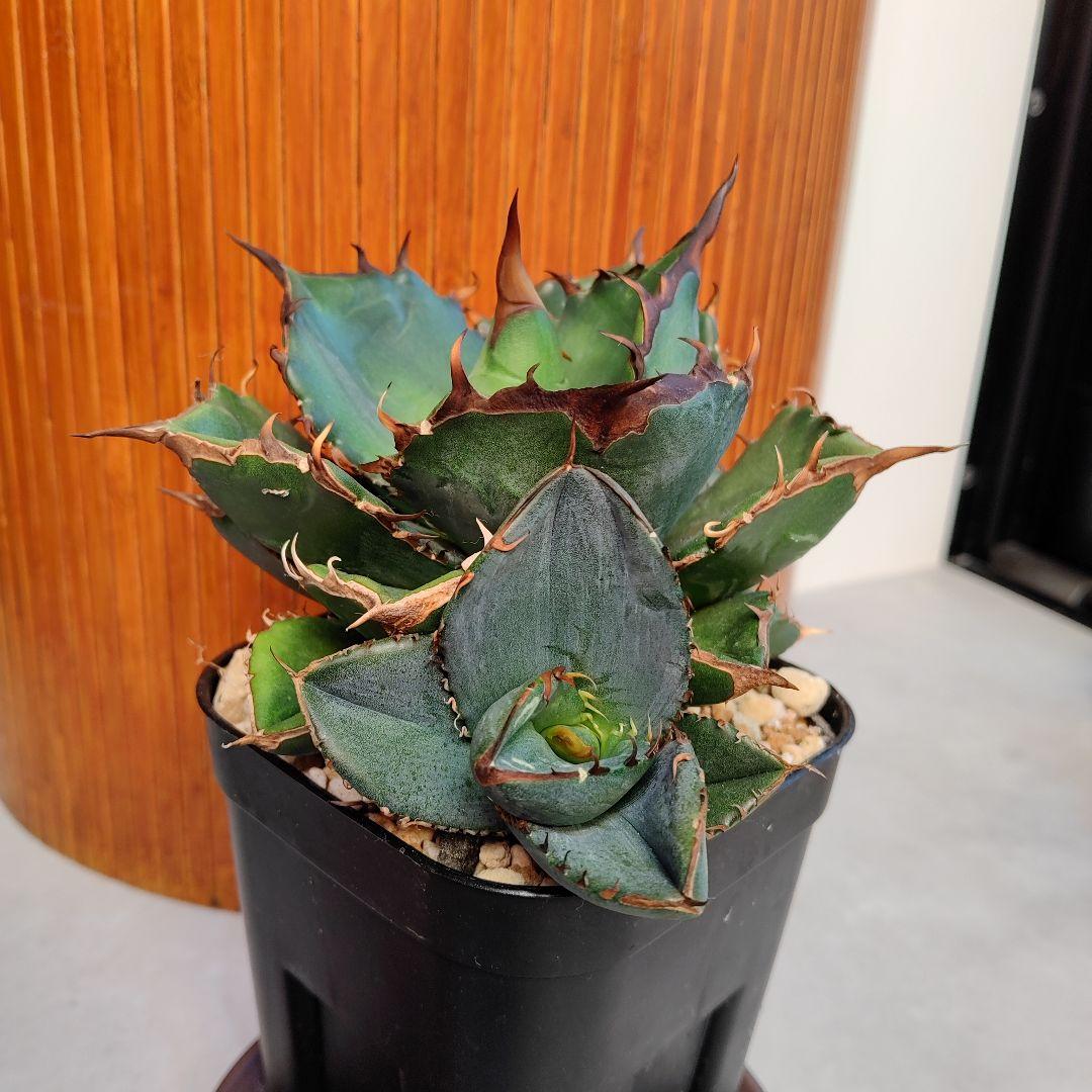 アガベ　オテロイ実生選抜(メキシコ産種子)⑦　子株着き