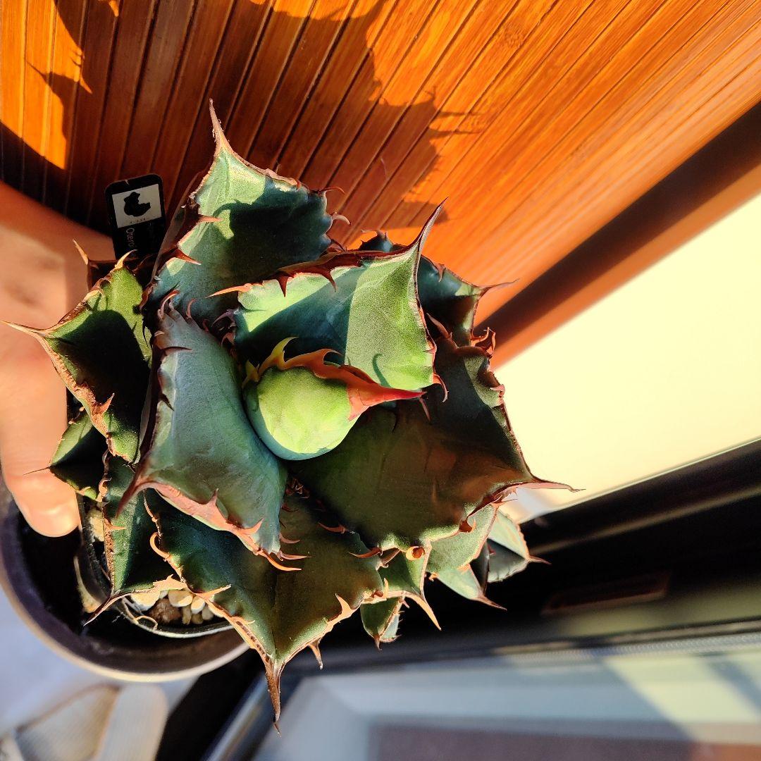 アガベ　オテロイ実生選抜(メキシコ産種子)⑦　子株着き