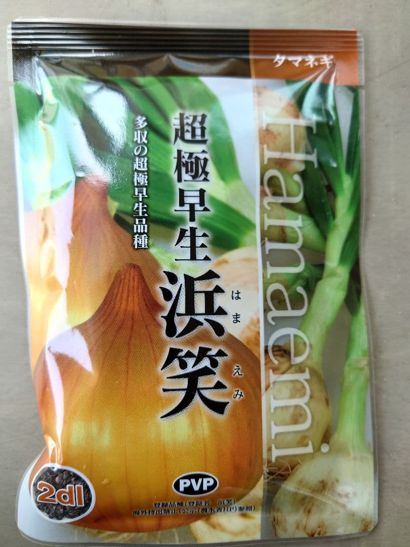 玉ねぎ苗【超極早生品種、浜笑５００本】【野菜苗】【玉葱苗】