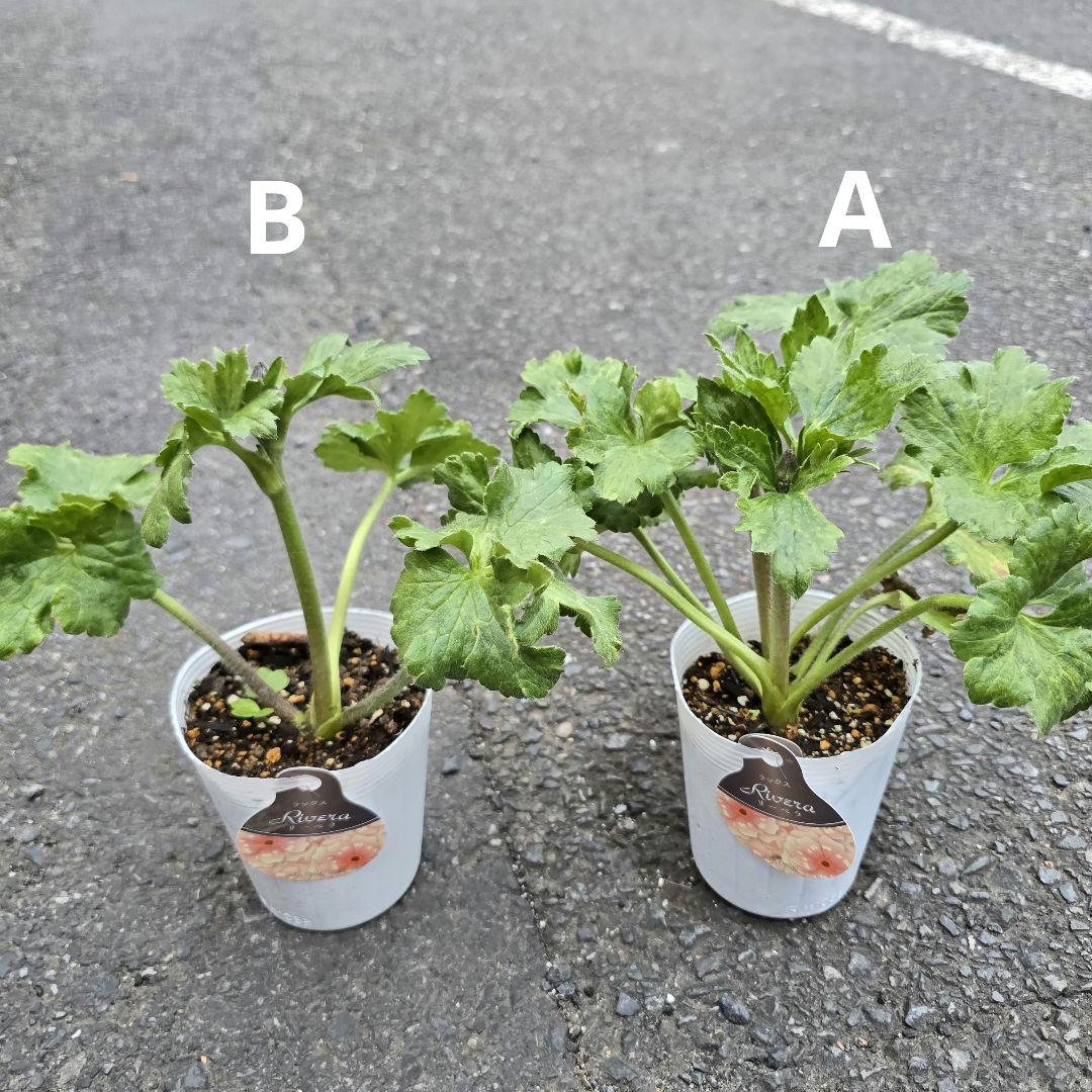 ラナンキュラス ラックス リーベラ