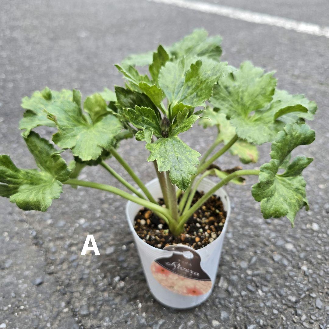 ラナンキュラス ラックス リーベラ