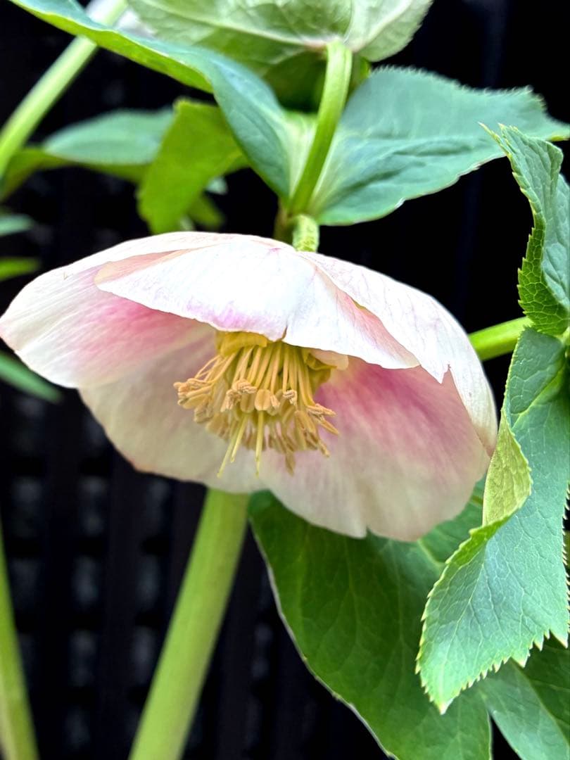 株分け　ぼかしシングル　カップ咲き　吉田園芸　クリスマスローズ