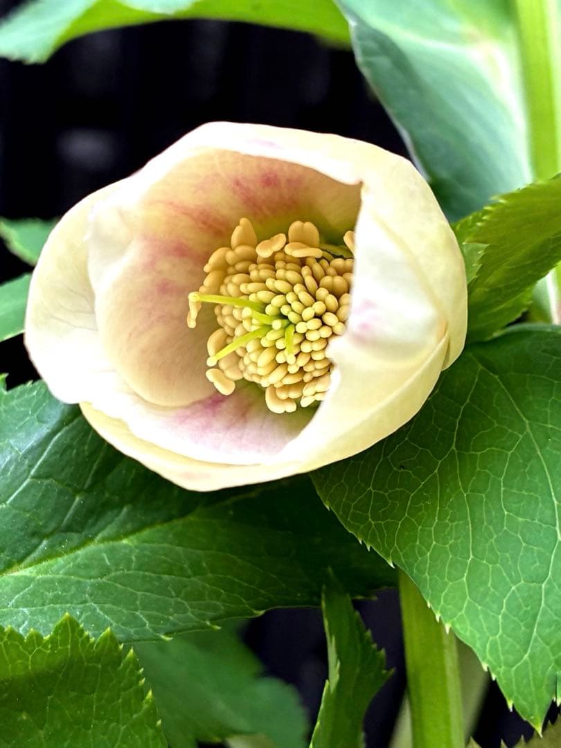 株分け　ぼかしシングル　カップ咲き　吉田園芸　クリスマスローズ