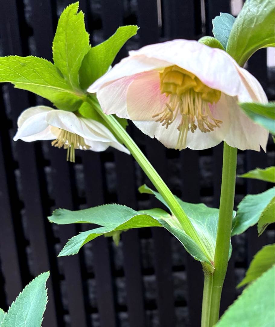 株分け　ぼかしシングル　カップ咲き　吉田園芸　クリスマスローズ