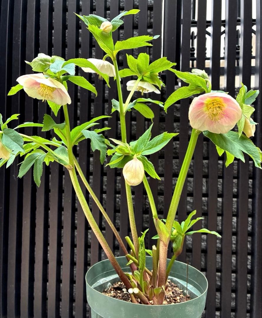 株分け　ぼかしシングル　カップ咲き　吉田園芸　クリスマスローズ