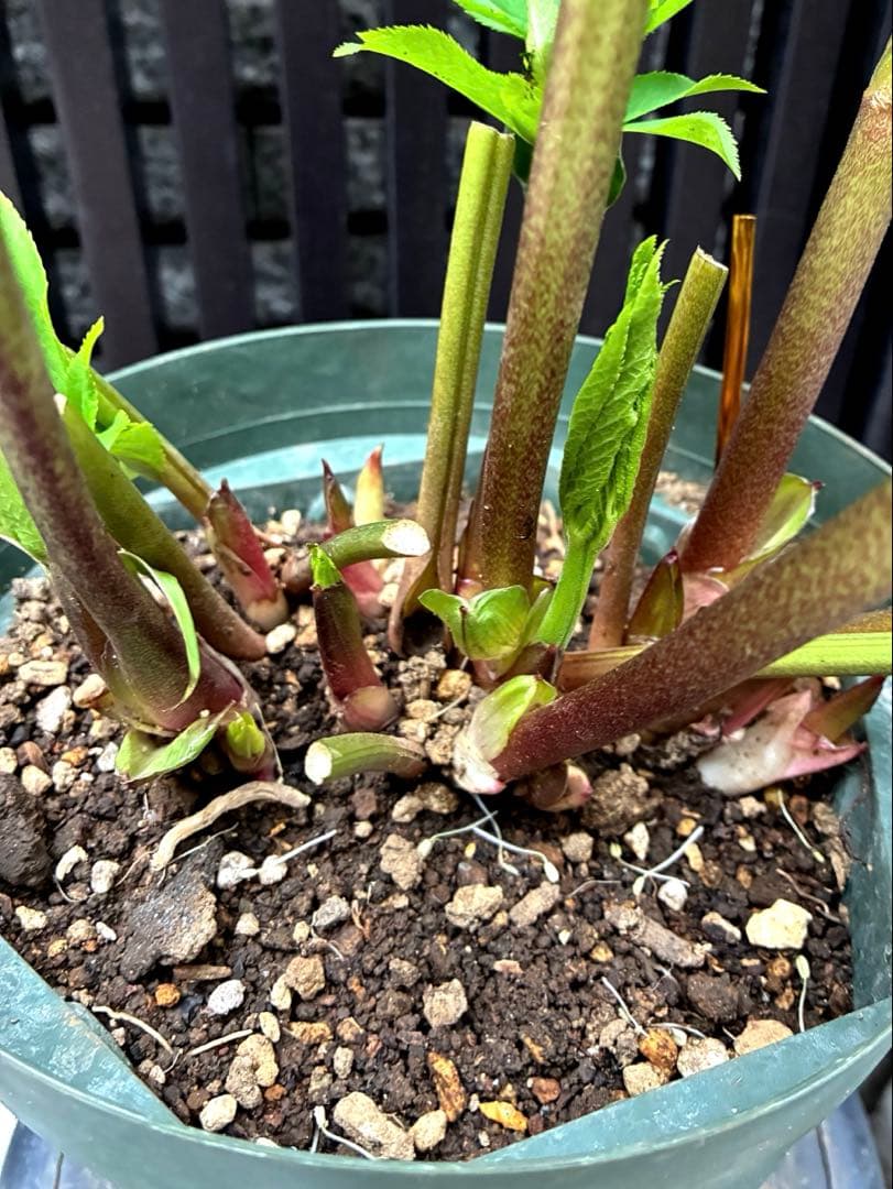 株分け　ぼかしシングル　カップ咲き　吉田園芸　クリスマスローズ