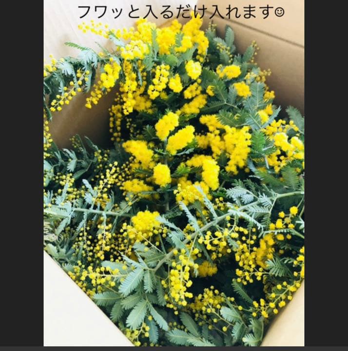 ミモザ　ミモザフレッシュ