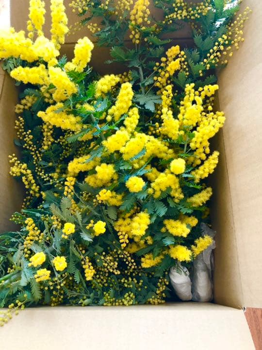 ミモザ　ミモザフレッシュ