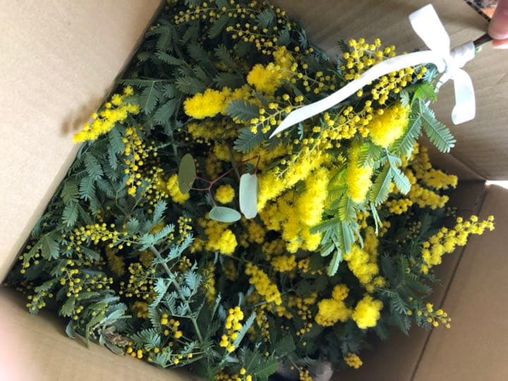 ミモザ　ミモザフレッシュ