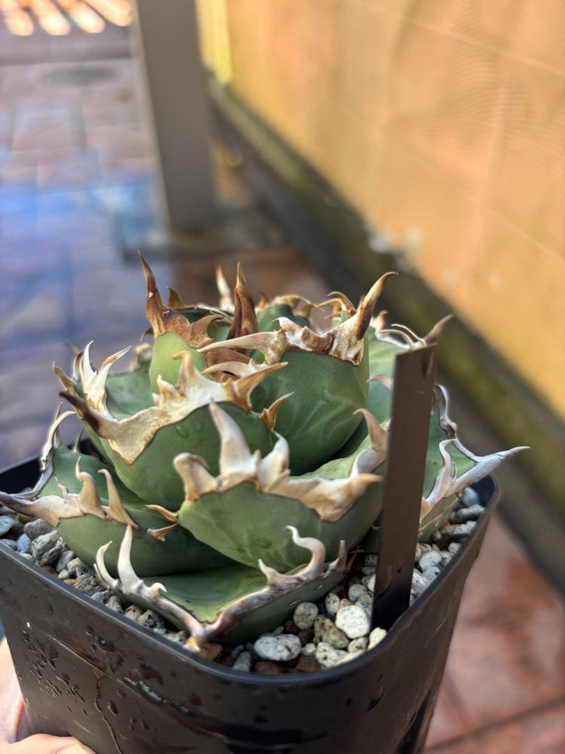 アガベ　チタノタ　阿修羅 agabe titanota