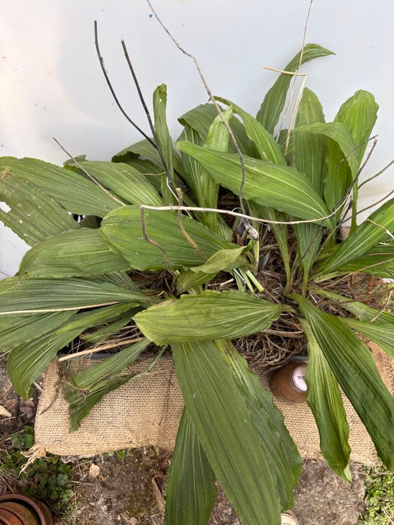 グリーンアイ　エビネ15株