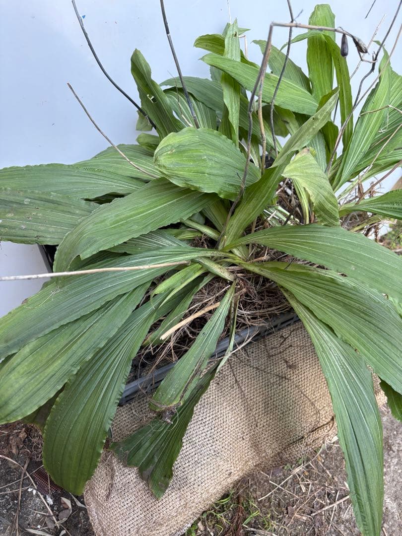 グリーンアイ　エビネ15株