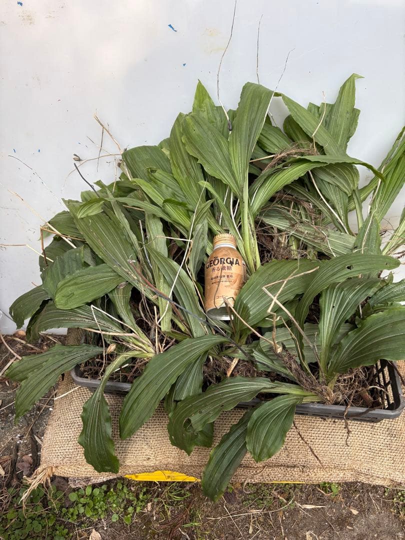 グリーンアイ　エビネ15株