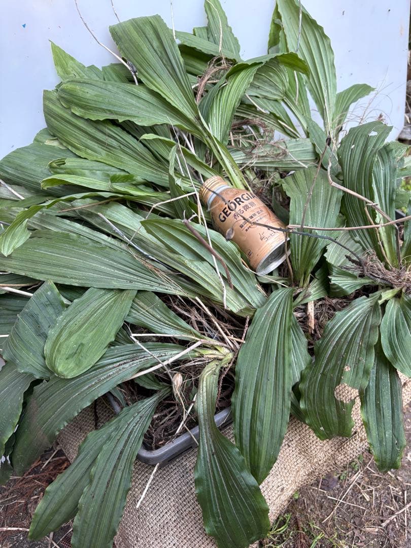 グリーンアイ　エビネ15株