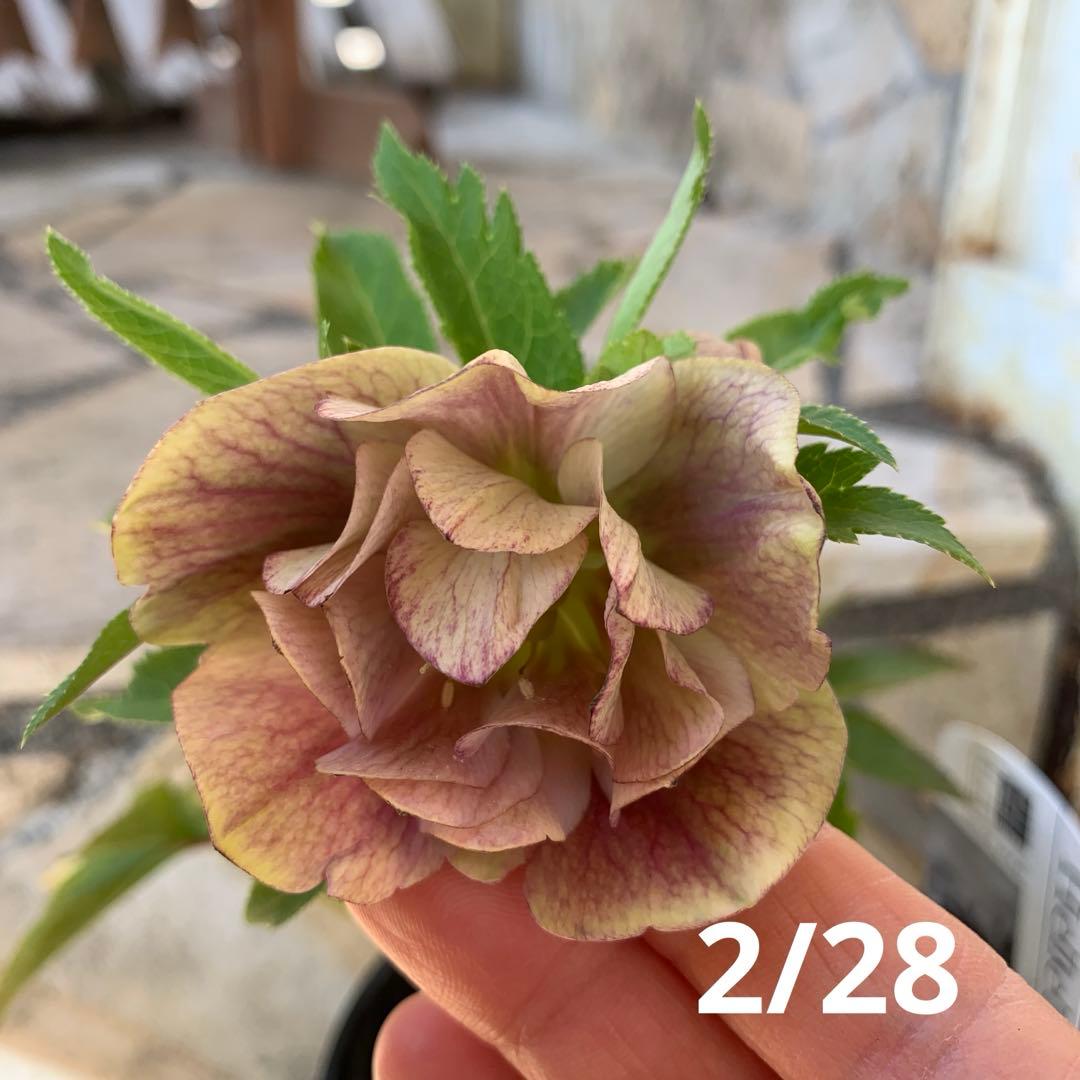 ★クリスマスローズ.広瀬園芸様タグ付き.ピンクぼかしベイン★