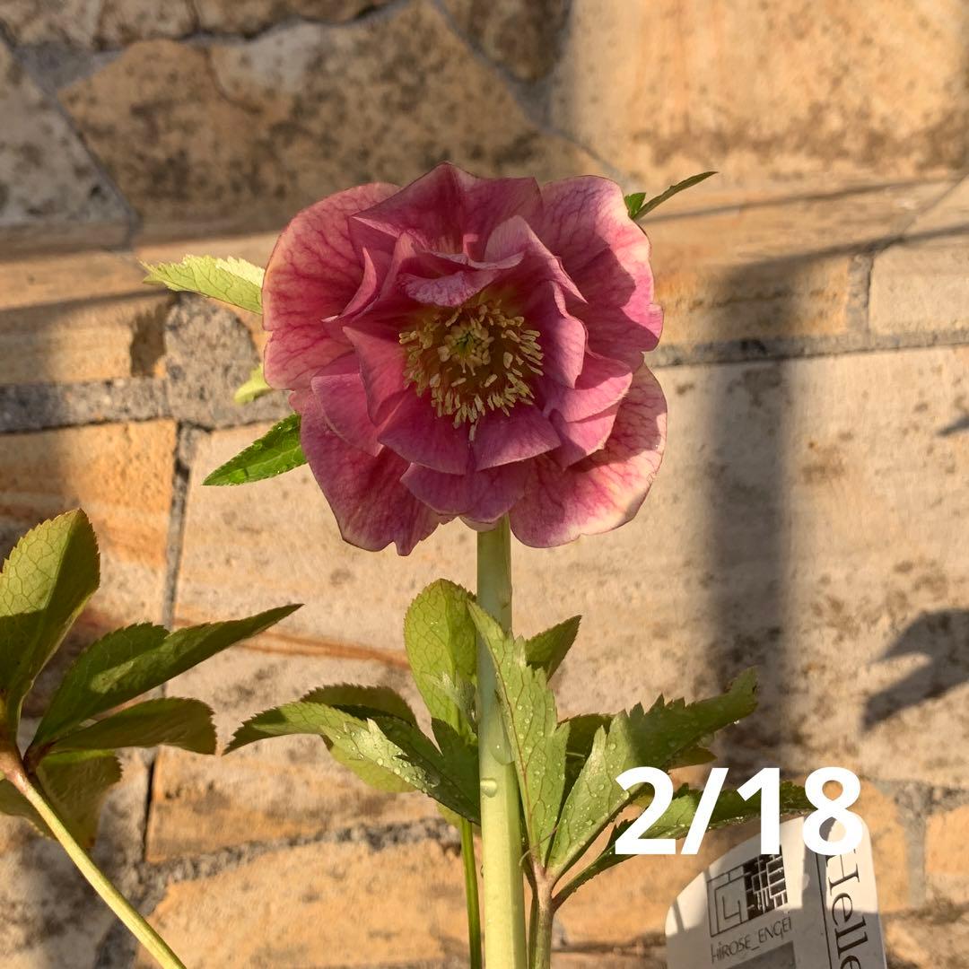 ★クリスマスローズ.広瀬園芸様タグ付き.ピンクぼかしベイン★