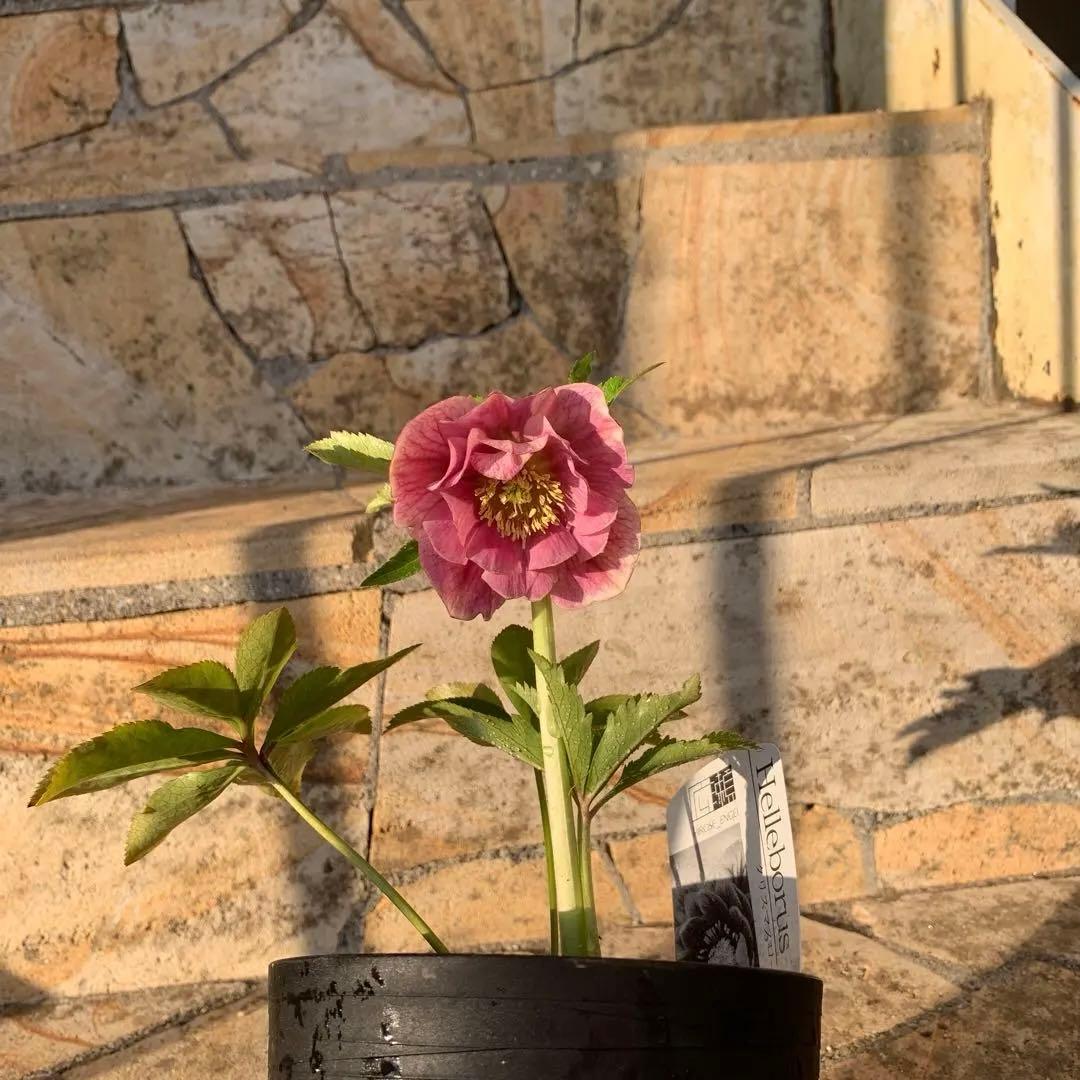 ★クリスマスローズ.広瀬園芸様タグ付き.ピンクぼかしベイン★