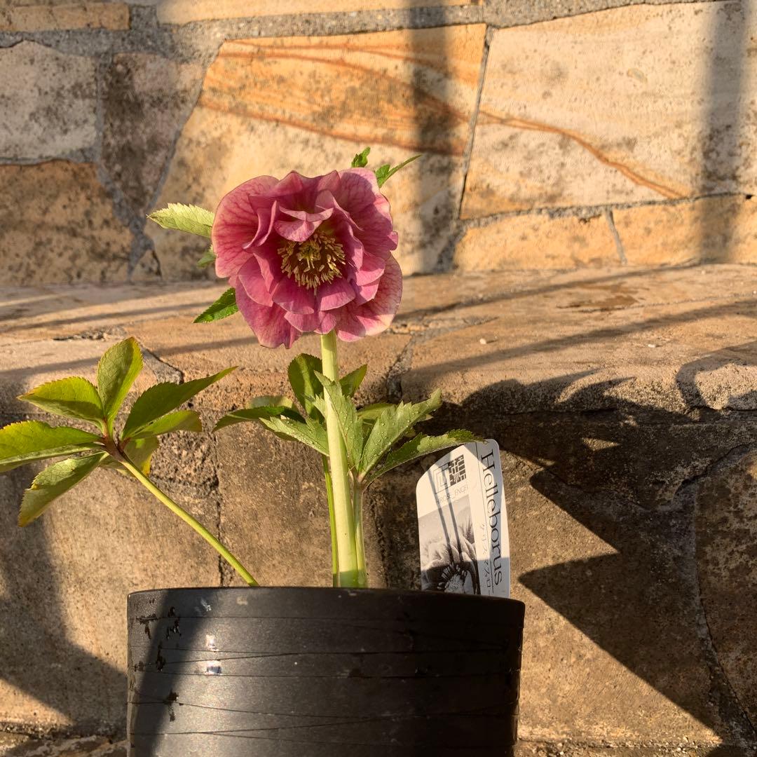 ★クリスマスローズ.広瀬園芸様タグ付き.ピンクぼかしベイン★