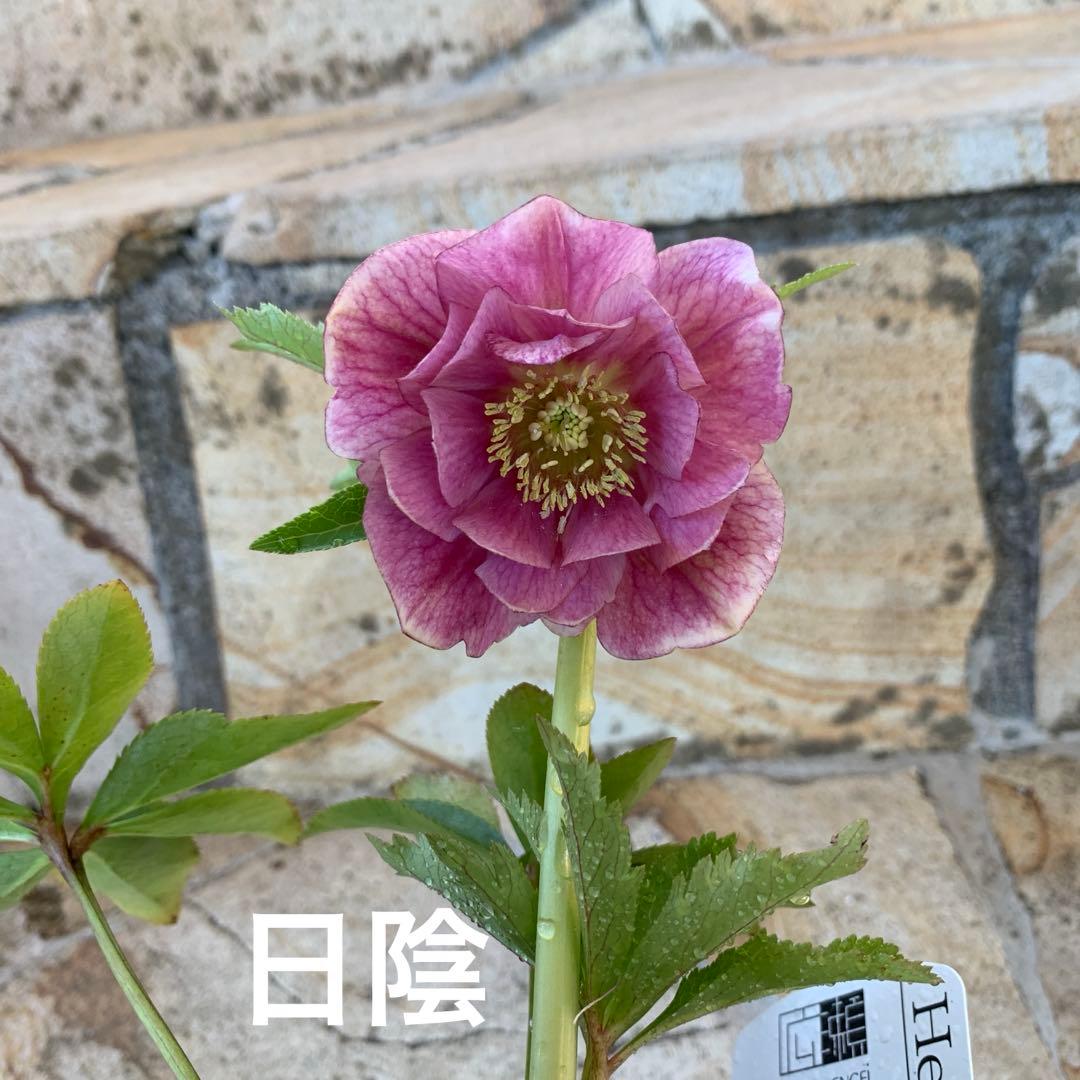 ★クリスマスローズ.広瀬園芸様タグ付き.ピンクぼかしベイン★