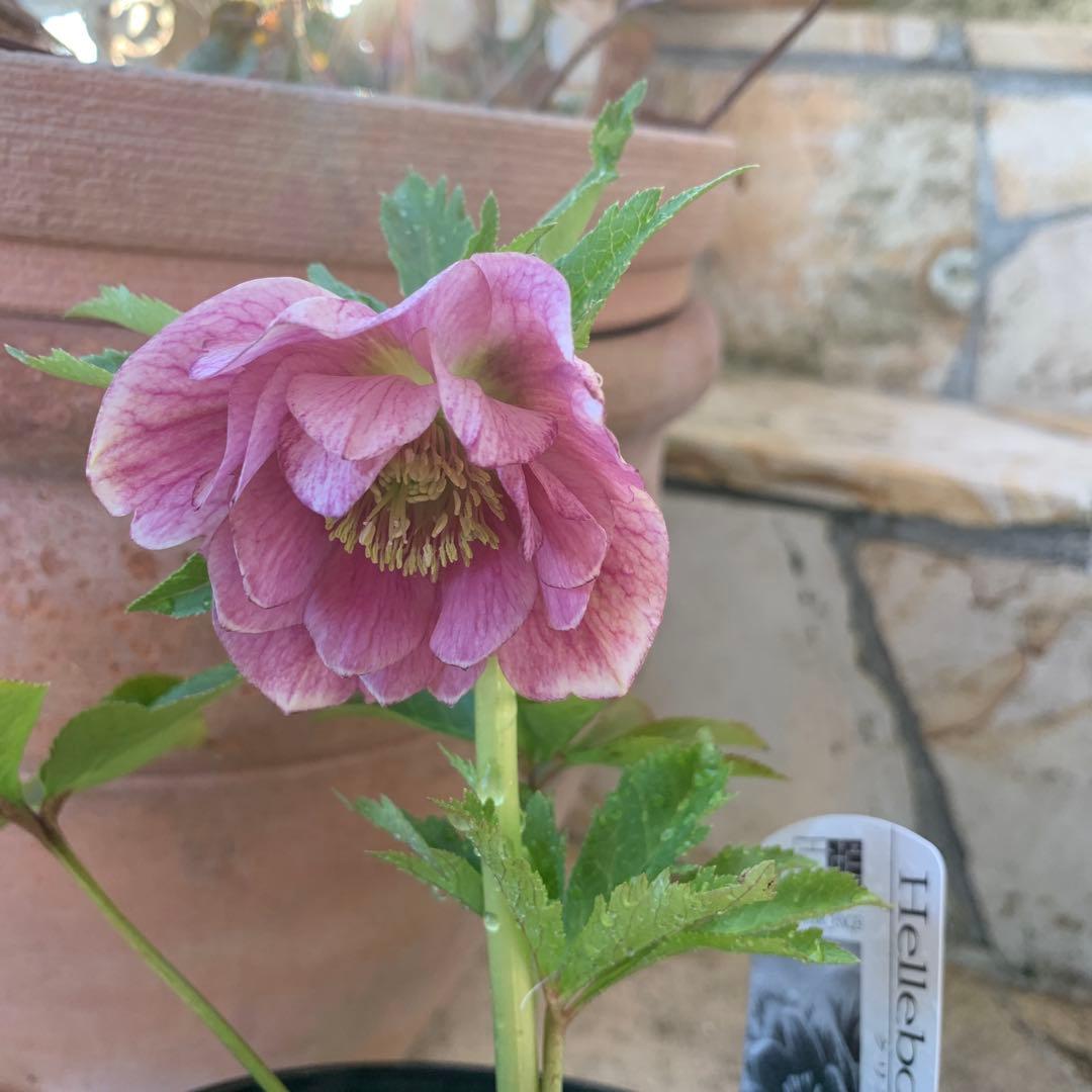 ★クリスマスローズ.広瀬園芸様タグ付き.ピンクぼかしベイン★