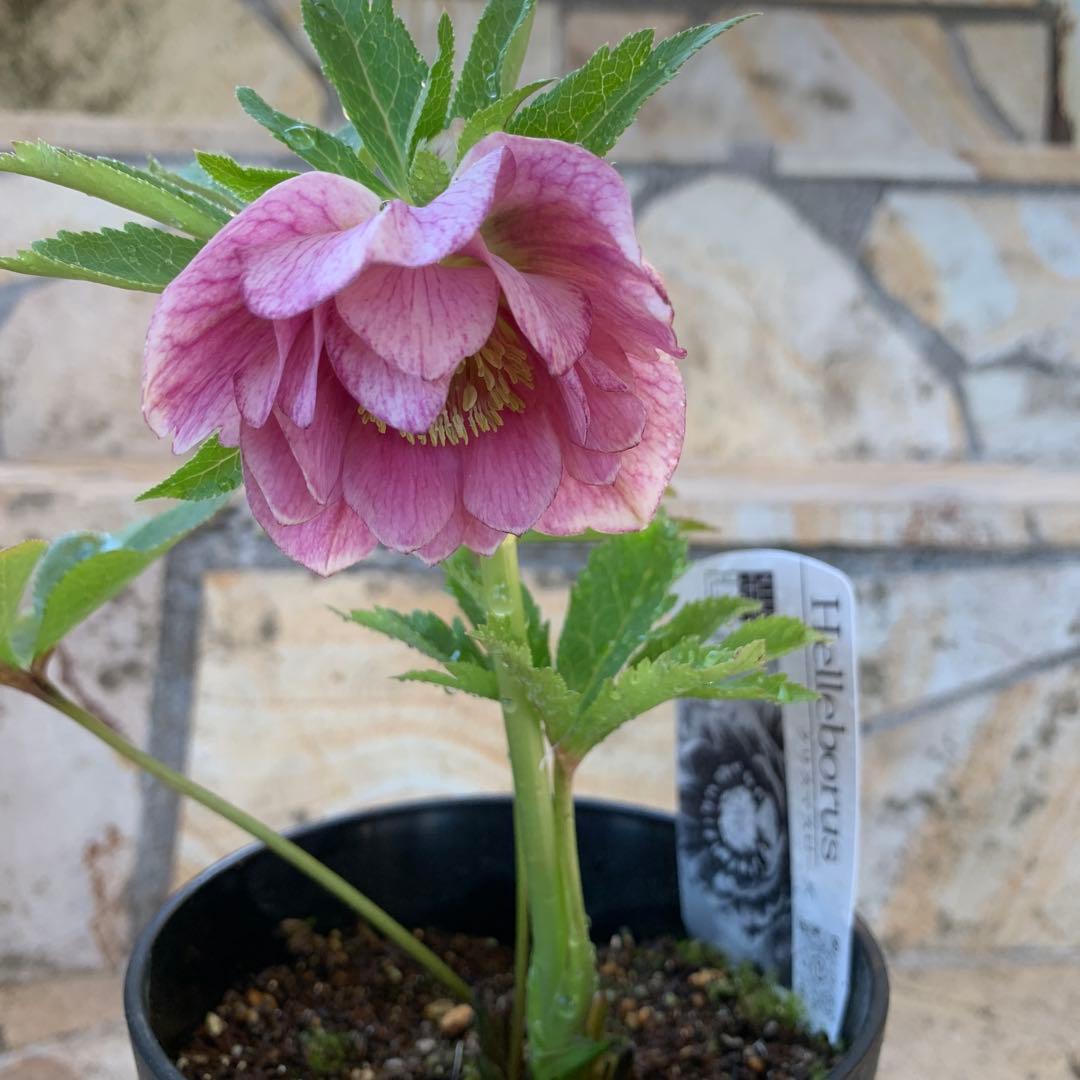 ★クリスマスローズ.広瀬園芸様タグ付き.ピンクぼかしベイン★