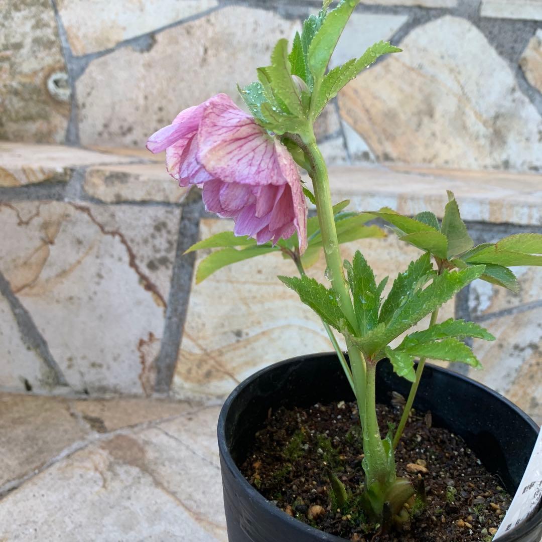 ★クリスマスローズ.広瀬園芸様タグ付き.ピンクぼかしベイン★