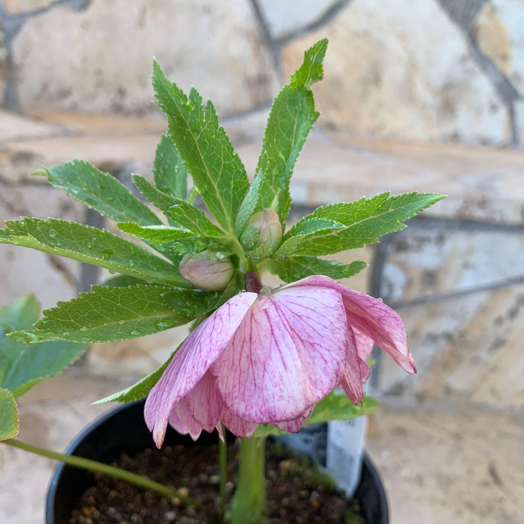 ★クリスマスローズ.広瀬園芸様タグ付き.ピンクぼかしベイン★