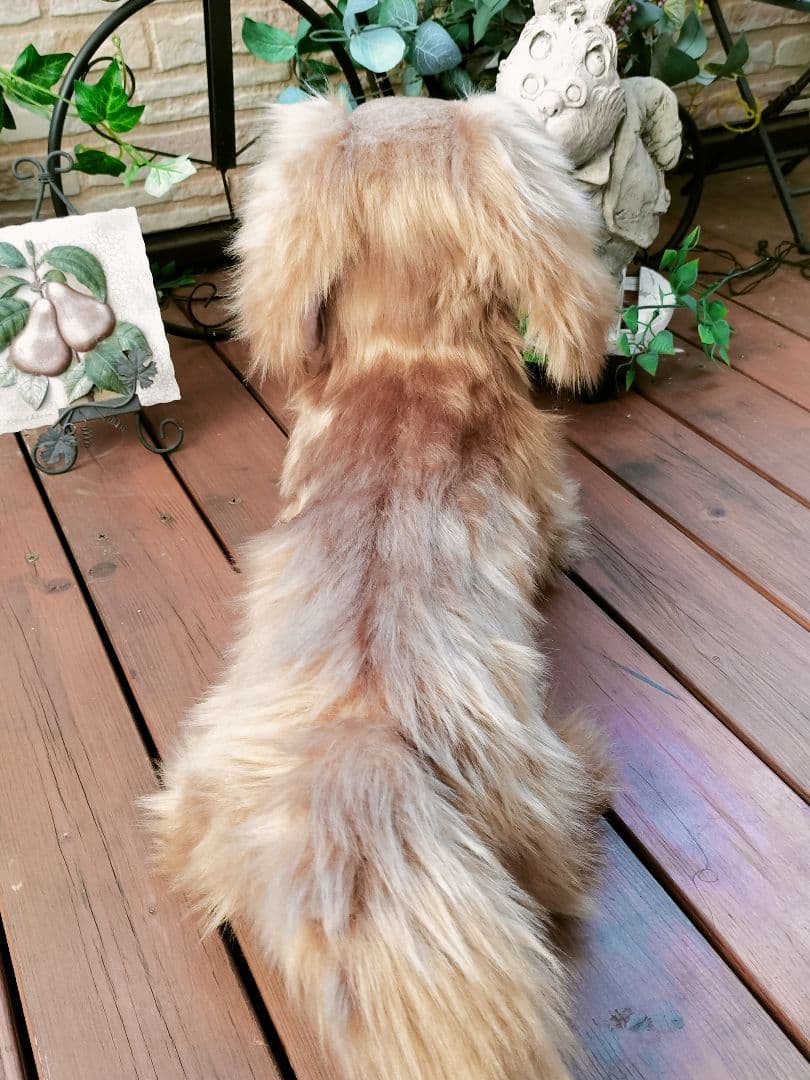 実寸大　ダックス　レッド