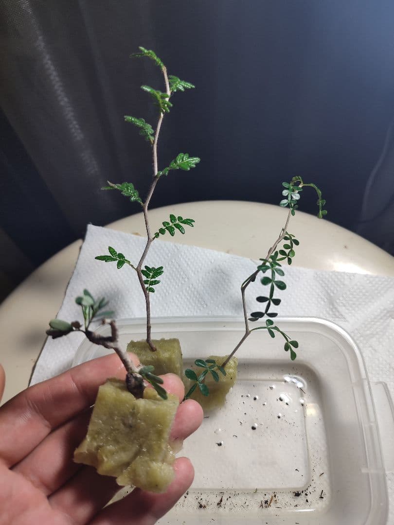 発根済のみ販売（未発根終了）パキプスセンナコミフォラ挿し木セット発根管理中