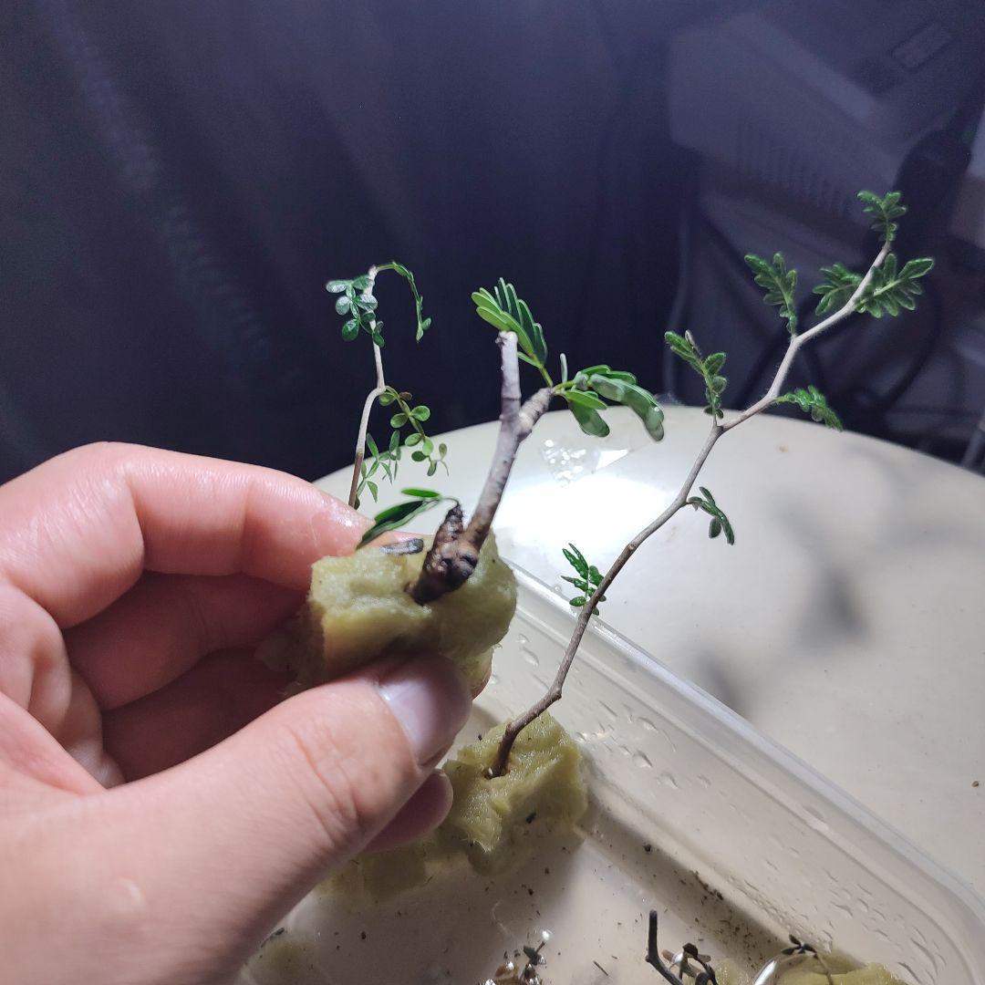 発根済のみ販売（未発根終了）パキプスセンナコミフォラ挿し木セット発根管理中