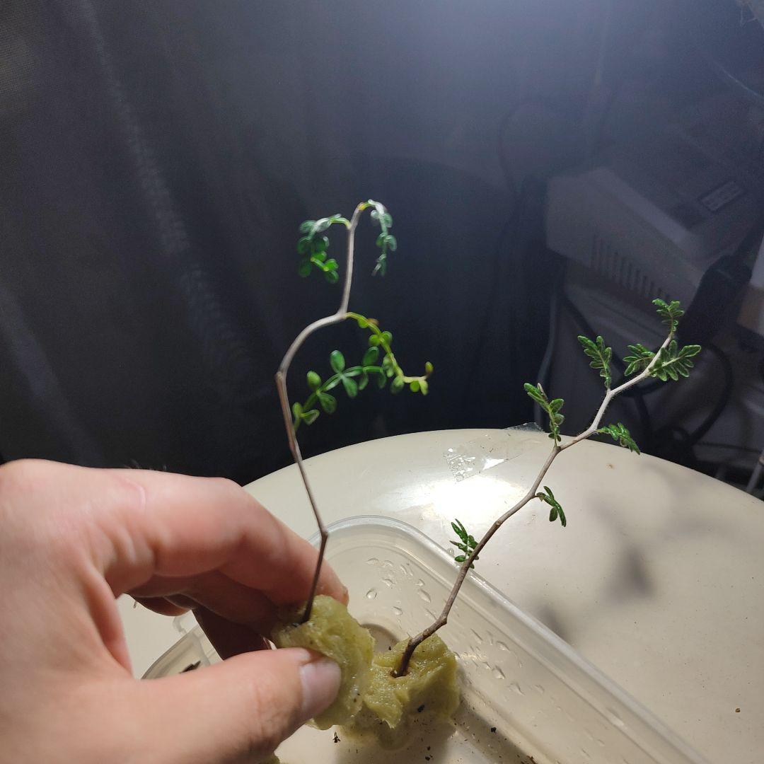 発根済のみ販売（未発根終了）パキプスセンナコミフォラ挿し木セット発根管理中