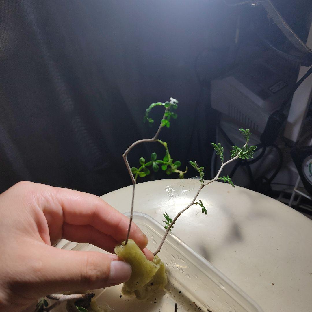 発根済のみ販売（未発根終了）パキプスセンナコミフォラ挿し木セット発根管理中