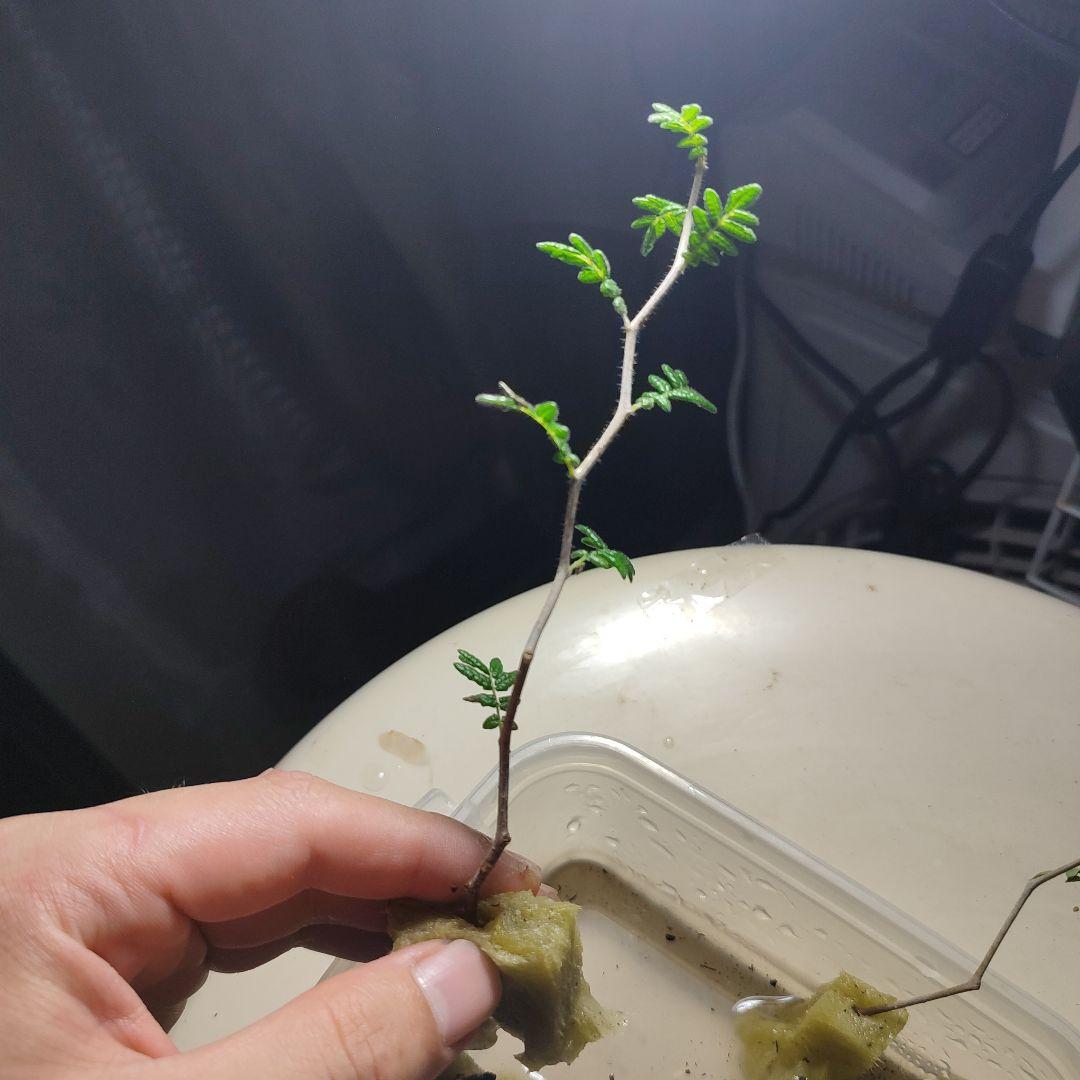 発根済のみ販売（未発根終了）パキプスセンナコミフォラ挿し木セット発根管理中