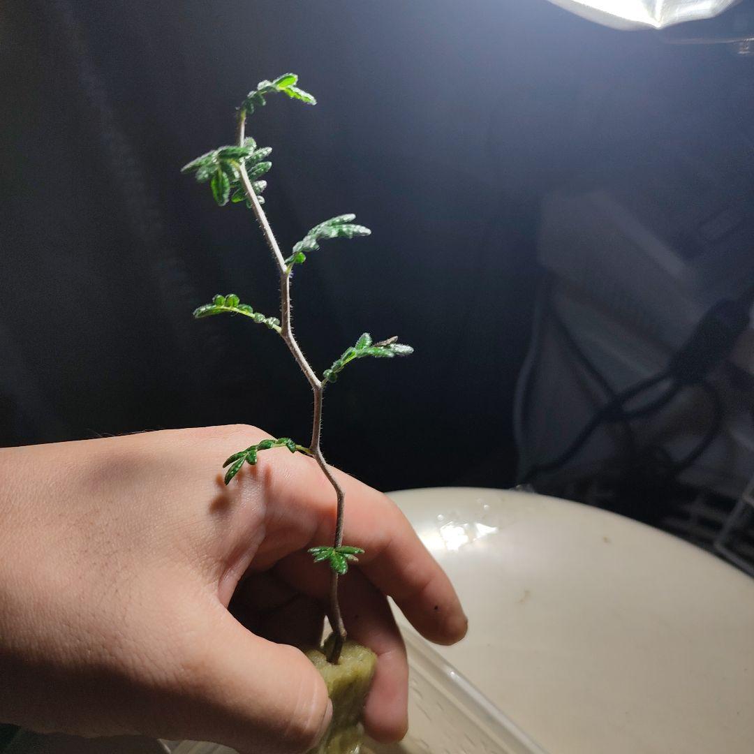 発根済のみ販売（未発根終了）パキプスセンナコミフォラ挿し木セット発根管理中