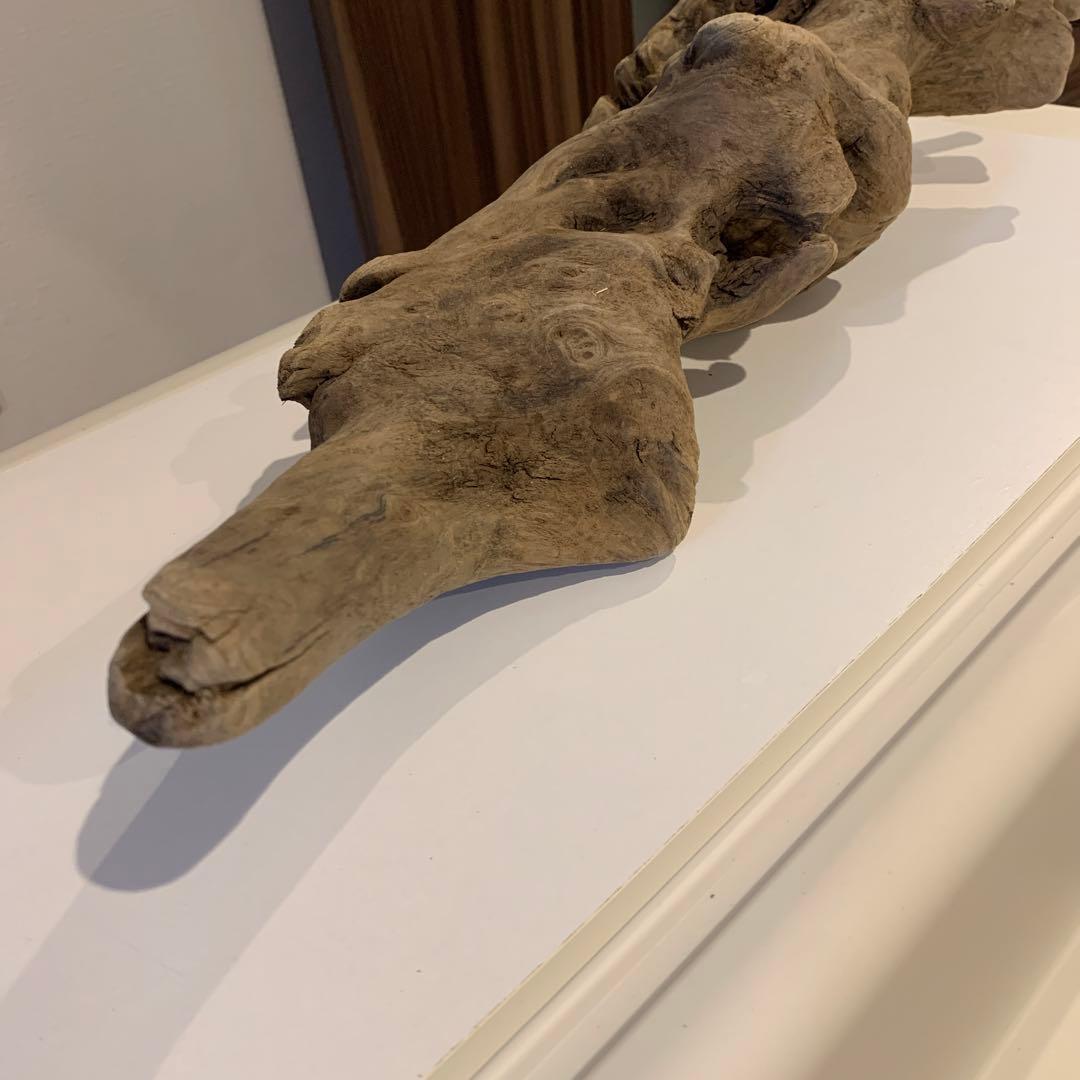 流木　約52㎝