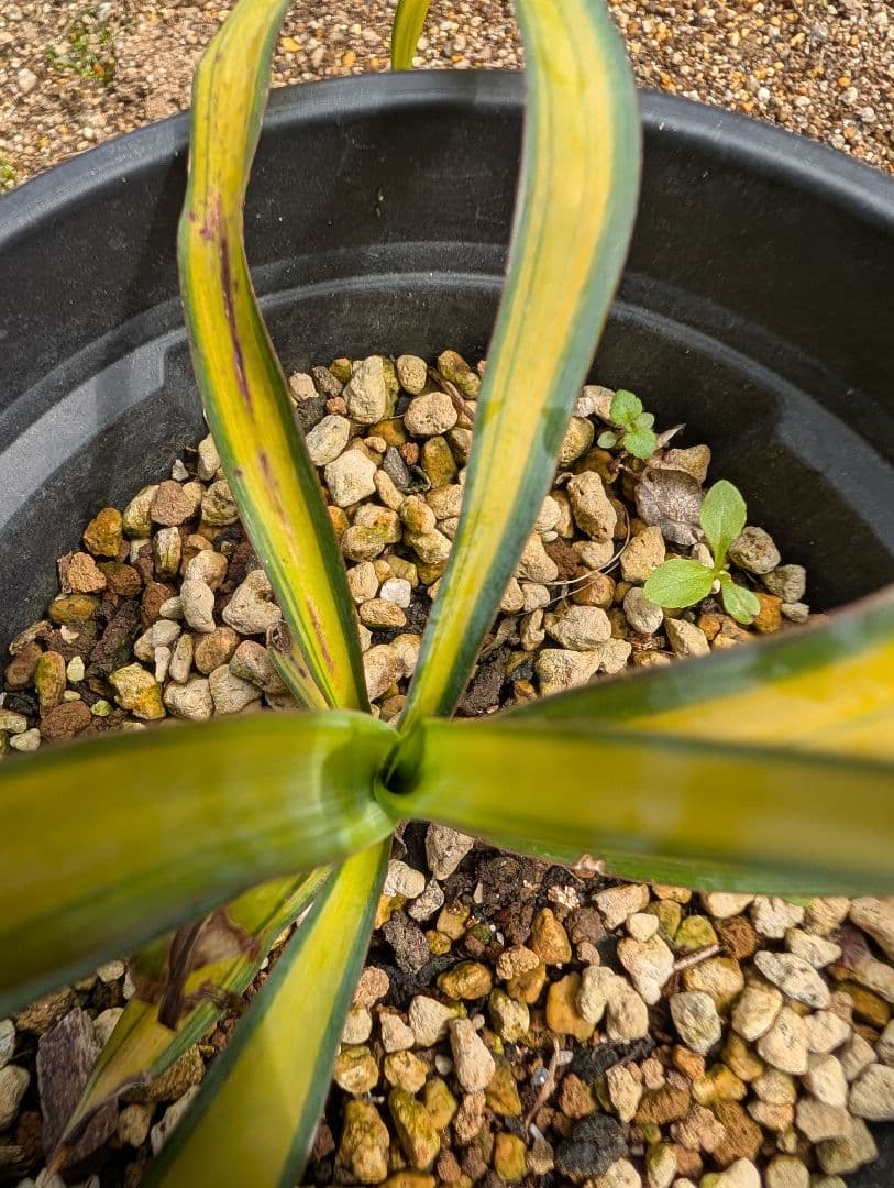 ユッカ プレミアムゴールド 子株 希少種